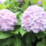 ファンタジー紫陽花
