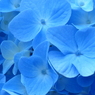 紫陽花