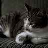 うちの猫２