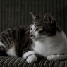 うちの猫３