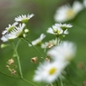 路傍の花