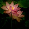 蓮華