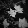 紫陽花23 2018 DSC-T77