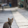 路地裏のおチビさん
