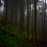 森の中、霧の中