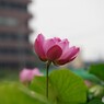 蓮 ③