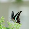 Graphium sarpedon～③