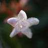 小さな花