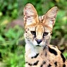 サーバルキャット②