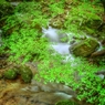Green Forest ～青もみじの渓流～