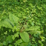 何かよくわからない植物１