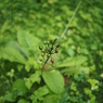 何かよくわからない植物２
