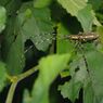 蝉時雨　ギボシカミキリ