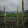 蕎麦畑脇に咲いてた花
