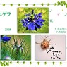 ニゲラ・花から種へ