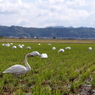 白鳥の群れ