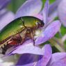 蝉時雨　アオドウガネ