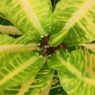 植物