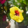 オールドレンズで   ハイビスカス