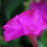 花の中の鬼ごっこ