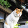 近所のノラ