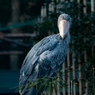 DSCF0290