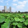 上野不忍池の蓮 ①