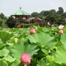 上野不忍池の蓮②