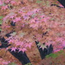 両足寺