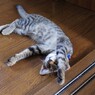 よう！リンです