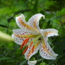 稲荷山公園・山百合1