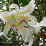 稲荷山公園・山百合7