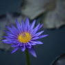 Gentle color