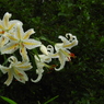 稲荷山公園・山百合15