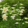 稲荷山公園・山百合16