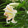 稲荷山公園・山百合17