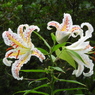 稲荷山公園・山百合20