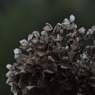 Classical flower.