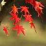 紅い葉