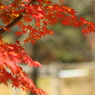 momiji