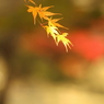 晩秋の彩