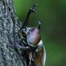 季夏　カブトムシ