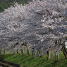 桜並木な通学路
