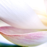 Lotus の微笑み