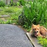 北狐と老人　１