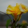 黄色の菖蒲