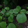 丸い葉