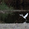 飛び立つ