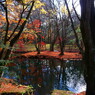 紅葉した池