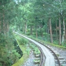 屋久島トロッコ道